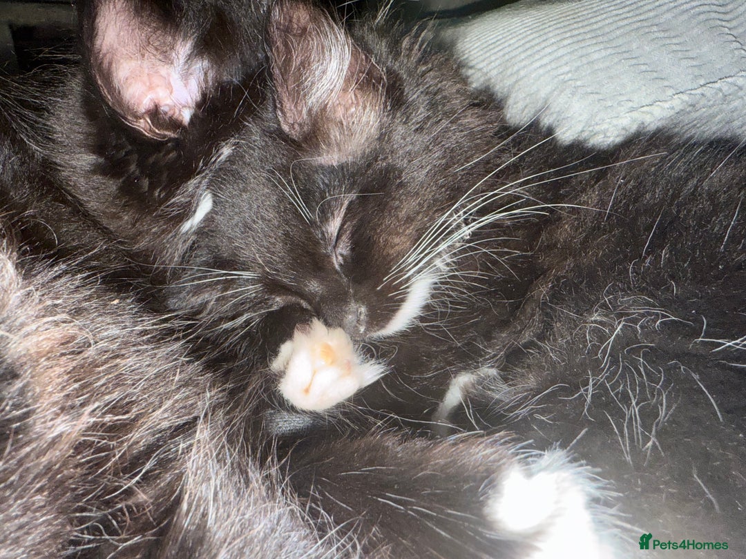 Mixed Breed cats for sale: 3 kittens for sale - Advert 4