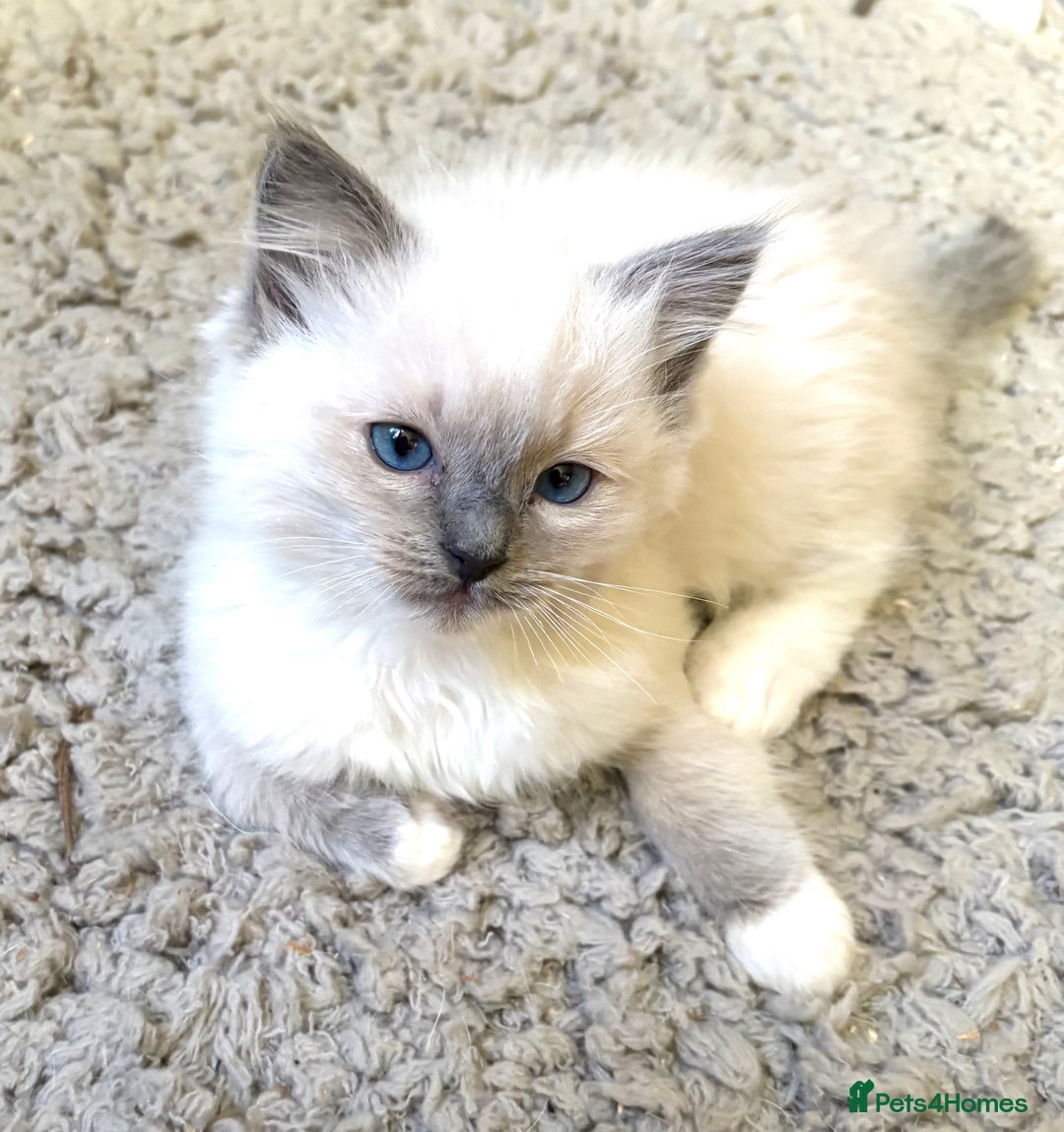 Ragdoll cats for sale: RAGDOLL KITTENS PURE BRED - Advert 3