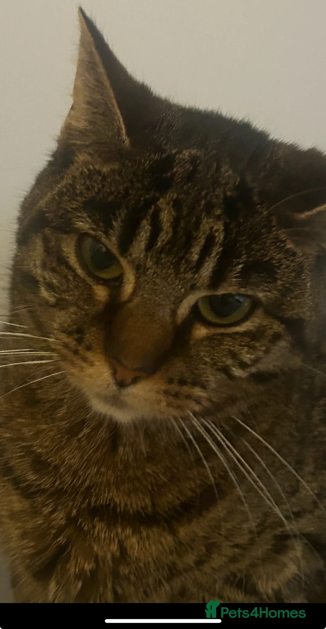 Mixed Breed cats for sale: Lovely Nala looking for a new home - Advert 1