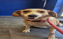 Mixed Breed dogs for adoption: Zlata - Image 4
