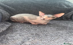 Sphynx cats for sale: Sphynx - Image 6