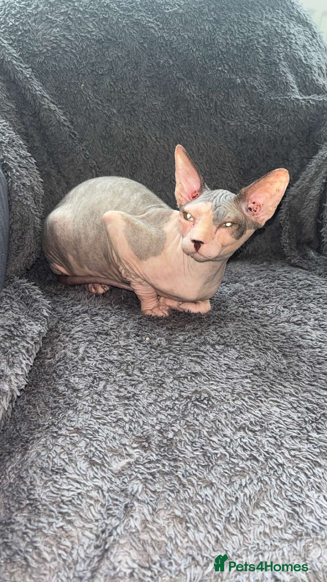 Sphynx cats for sale: Sphynx - Image 6