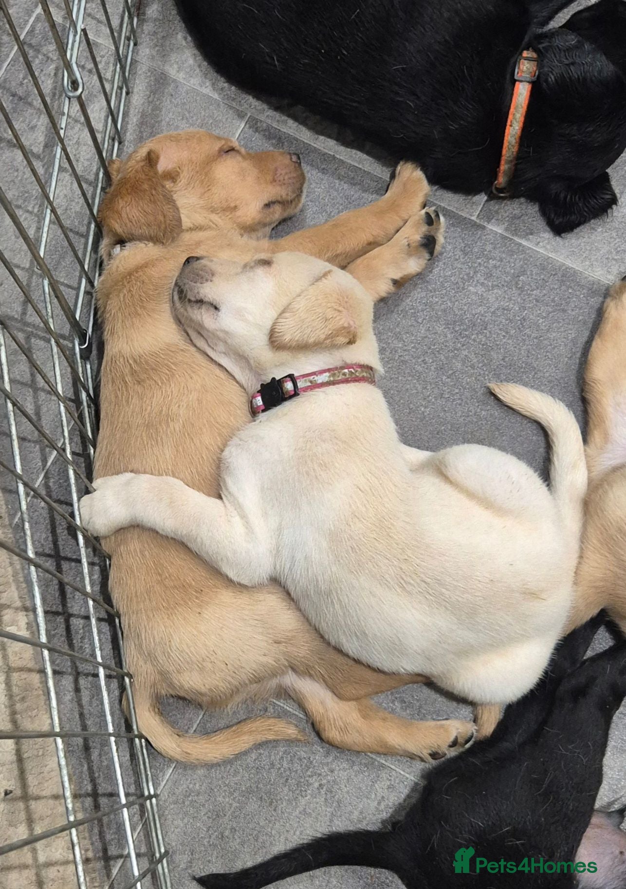 Labrador Retriever dogs Beautiful Labrador Puppies  - Advert 4