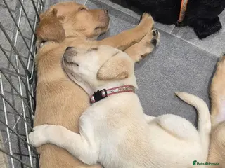 Labrador Retriever dogs Beautiful Labrador Puppies - Advert 4