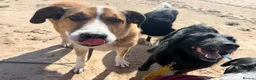 Mixed Breed dogs for adoption: Meet Duke - Advert 3