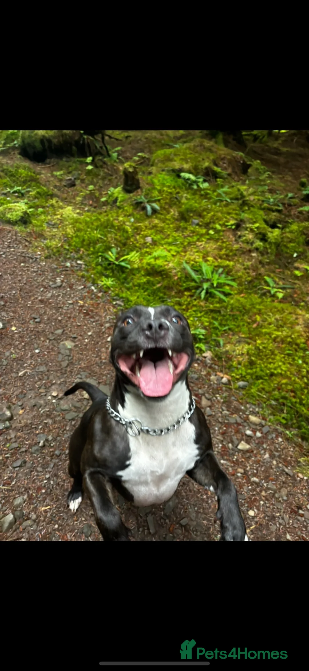 Staffordshire Bull Terrier dogs for stud: looking for stud - next season in Oban - Advert 6