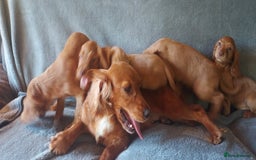 Cocker Spaniel dogs for sale: Beautiful health checked cocker spaniel puppies - Image 11