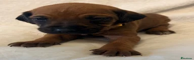 Rhodesian Ridgeback 6