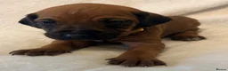 Rhodesian Ridgeback dogs for sale: Rhodesian Ridgeback Puppies European Pedigree  - Advert 4