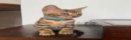 Bengal cats for sale: Registered male bengal kitten - Advert 4