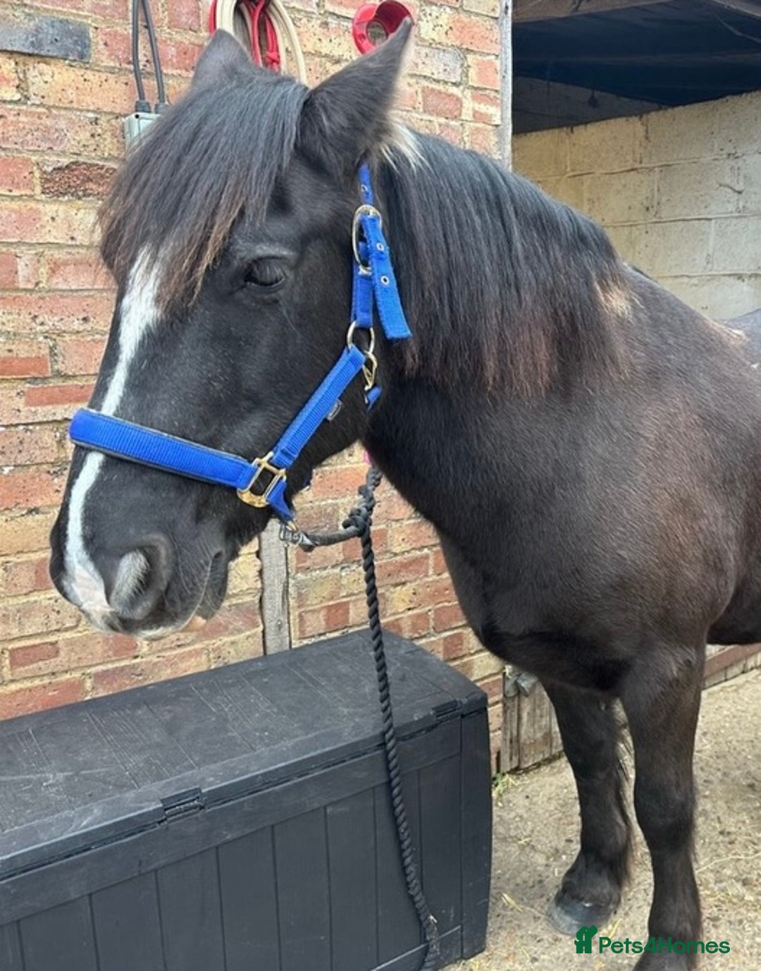 Dales horses for sale: Gorgeous cob looking for new home - Image 3
