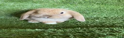 Mini Lop rabbits for sale: Purebred mini lops  - Advert 3