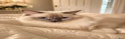 Ragdoll cats for sale: LUXURY RAGDOLL KITTENS  - Advert 1