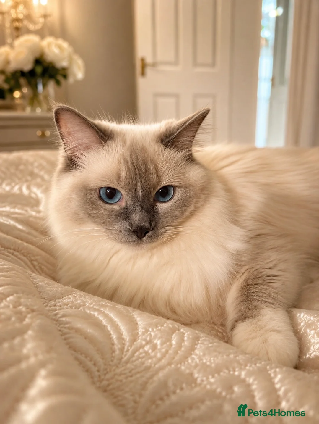 Ragdoll cats for sale: LUXURY RAGDOLL KITTENS  - Advert 1