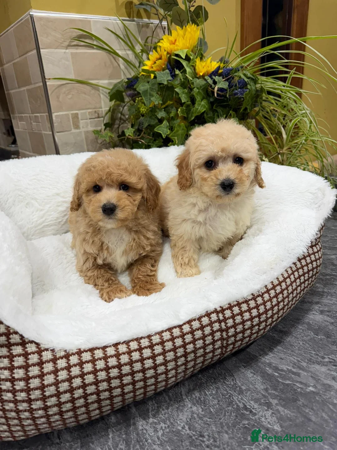 Poochon dogs for sale: Poochon Puppies - Advert 19