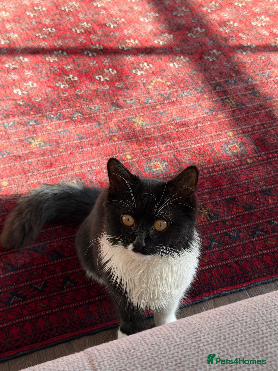 British Shorthair cats for sale: kitten for sale  - Advert 9