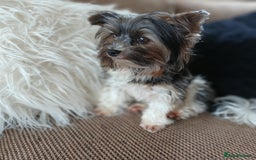 Biewer Terrier dogs for stud: Purebred Pedigree Biewer Terrier Proven Stud in Merthyr Tydfil - Image 15