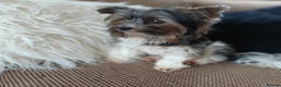 Biewer Terrier dogs for stud: Purebred Pedigree Biewer Terrier Proven Stud in Merthyr Tydfil - Advert 15