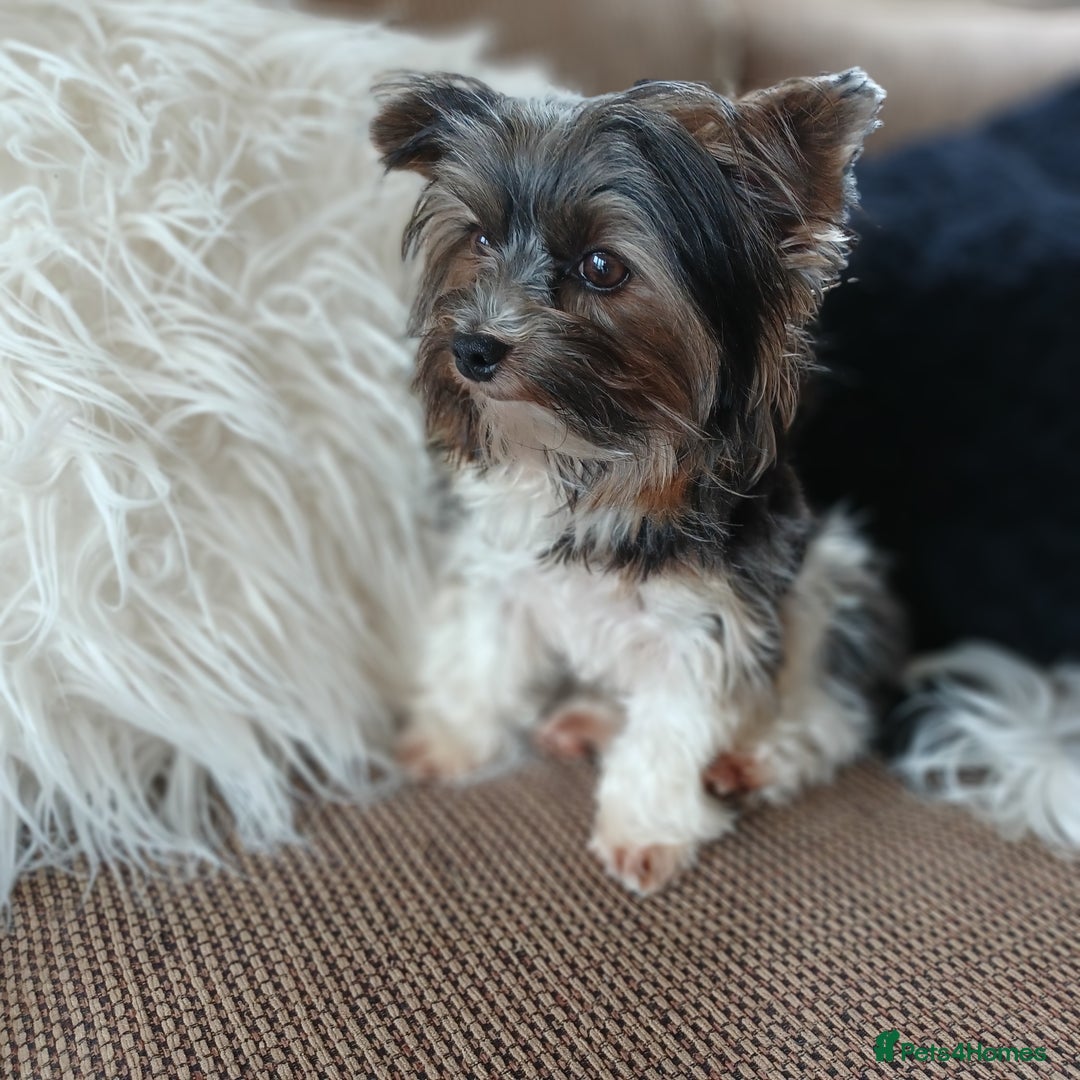 Biewer Terrier dogs for stud: Purebred Pedigree Biewer Terrier Proven Stud in Merthyr Tydfil - Image 15