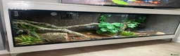Boa Snake reptiles for sale: isle de maize dwarf boa+ vivarium in West Bromwich - Advert 11