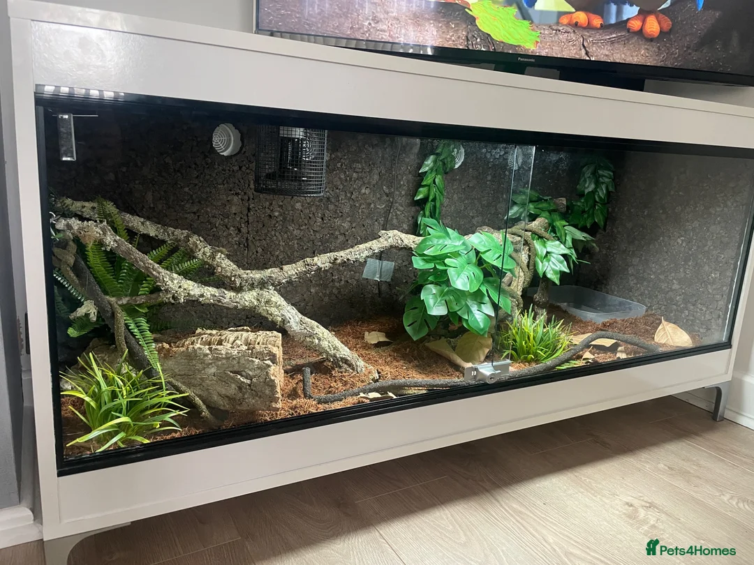 Boa Snake reptiles for sale: isle de maize dwarf boa+ vivarium in West Bromwich - Advert 11