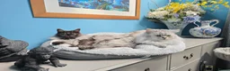 Maine Coon cats for sale: Black Smoke maine coon  in Etchingham - Advert 3