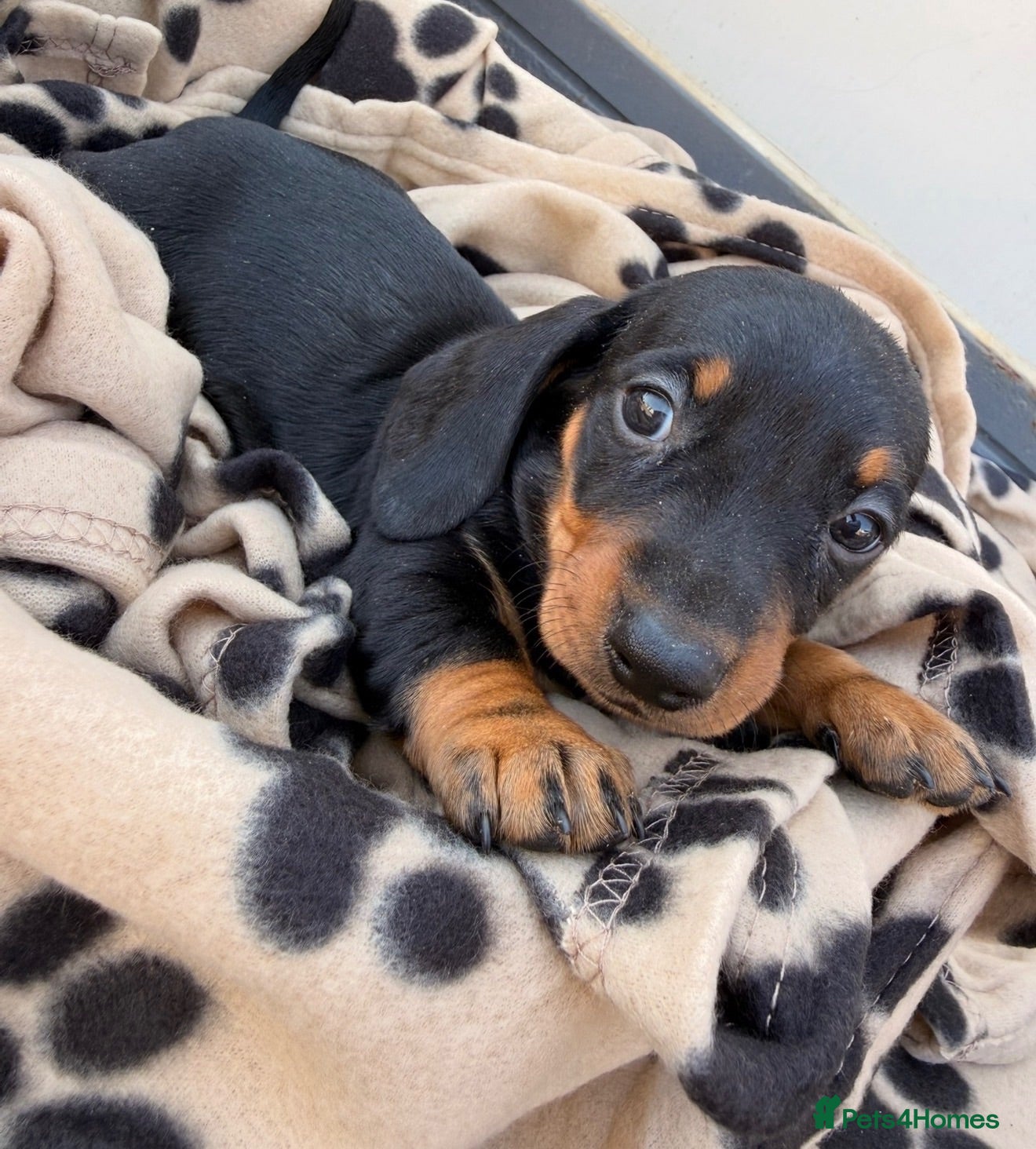 Dachshund dogs 5 beautiful full bread dachshund for sale  - Advert 16