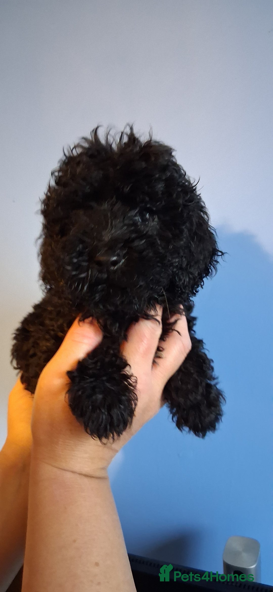 Cockapoo dogs for sale: Miniature heath tested cockapoos - Image 8
