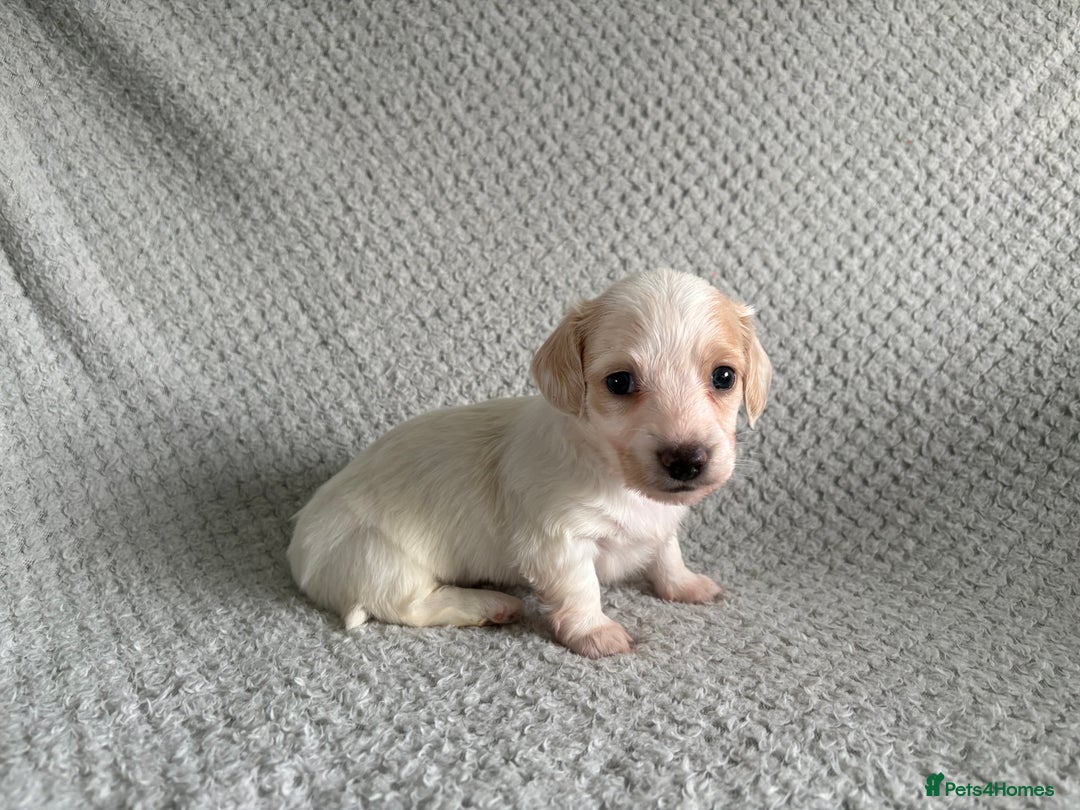 Miniature Dachshund dogs for sale: Miniature dachshunds - Advert 2