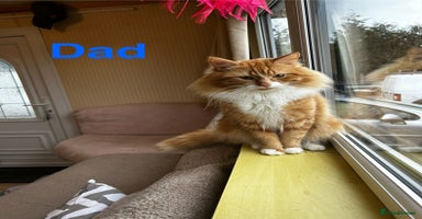 Ragcoon cats - Advert 9