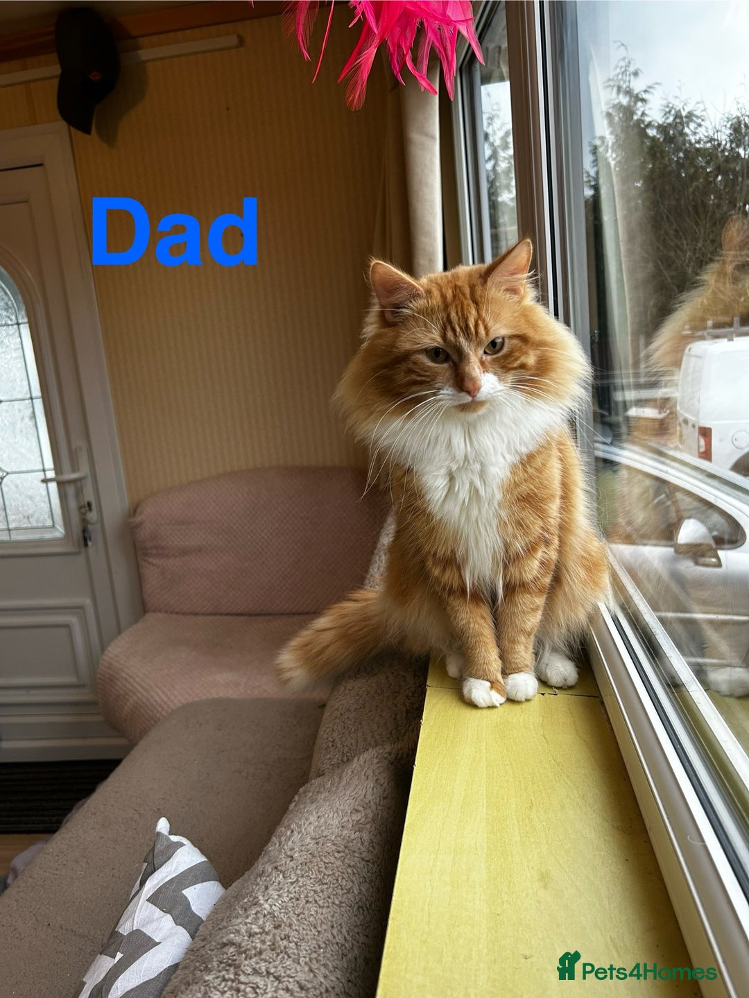 Ragcoon cats for sale: Ragdoll cross Maine coon - Image 3