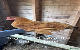 Chickens poultry for sale: Hybrid/ cross breed hens for sale - Image 17