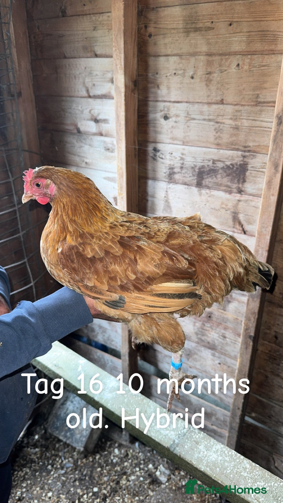 Chickens poultry for sale: Hybrid/ cross breed hens for sale - Image 17
