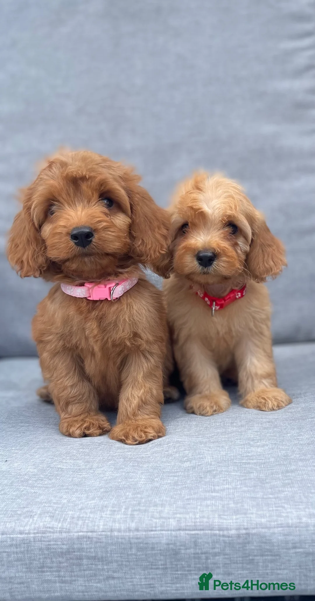 Cockapoo dogs for sale: Beautiful F1 cockapoos  - Advert 11