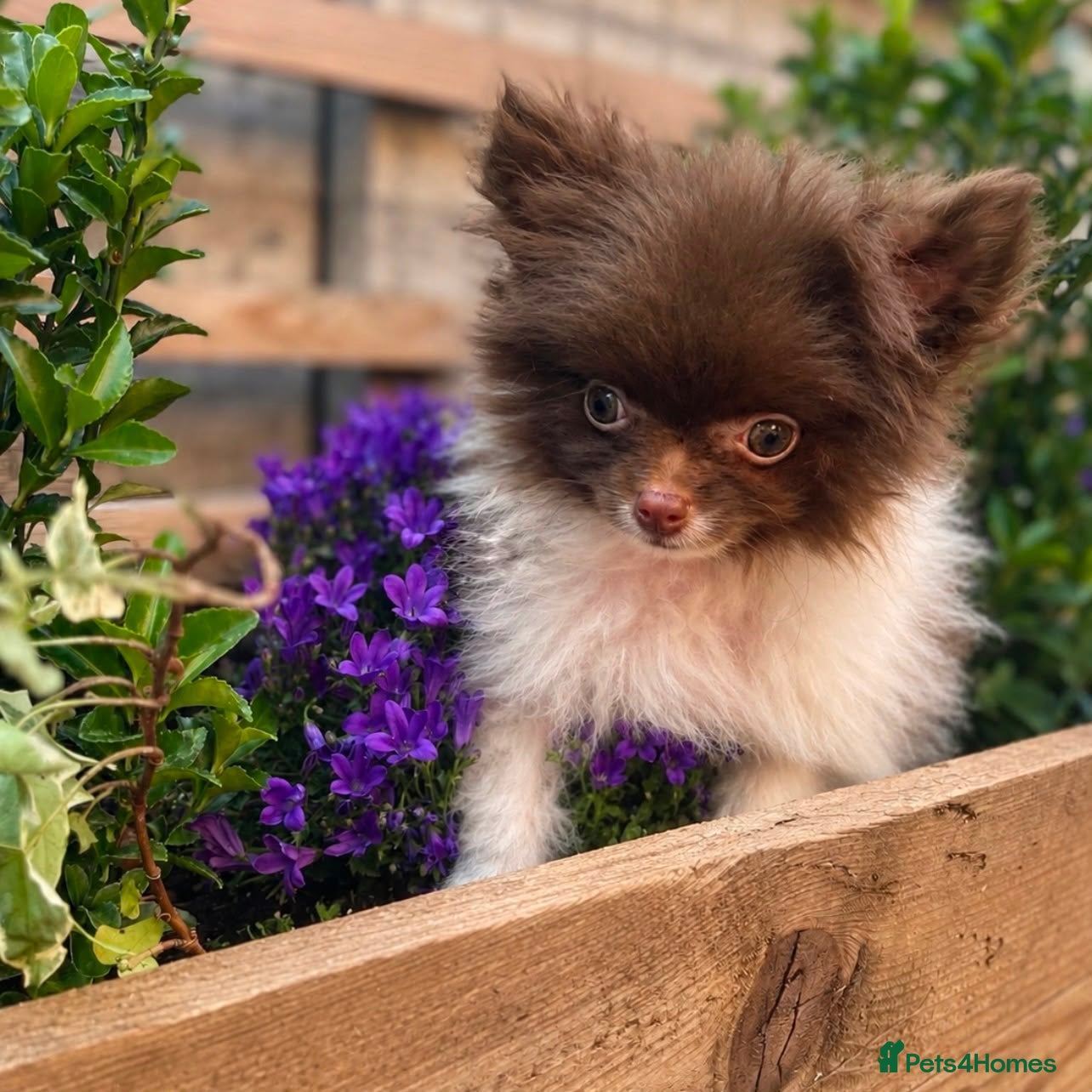 Pomeranian dogs Chocolate Parti Pomeranian  - Advert 3
