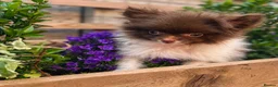 Pomeranian dogs for sale: Chocolate Parti Pomeranian  - Advert 1