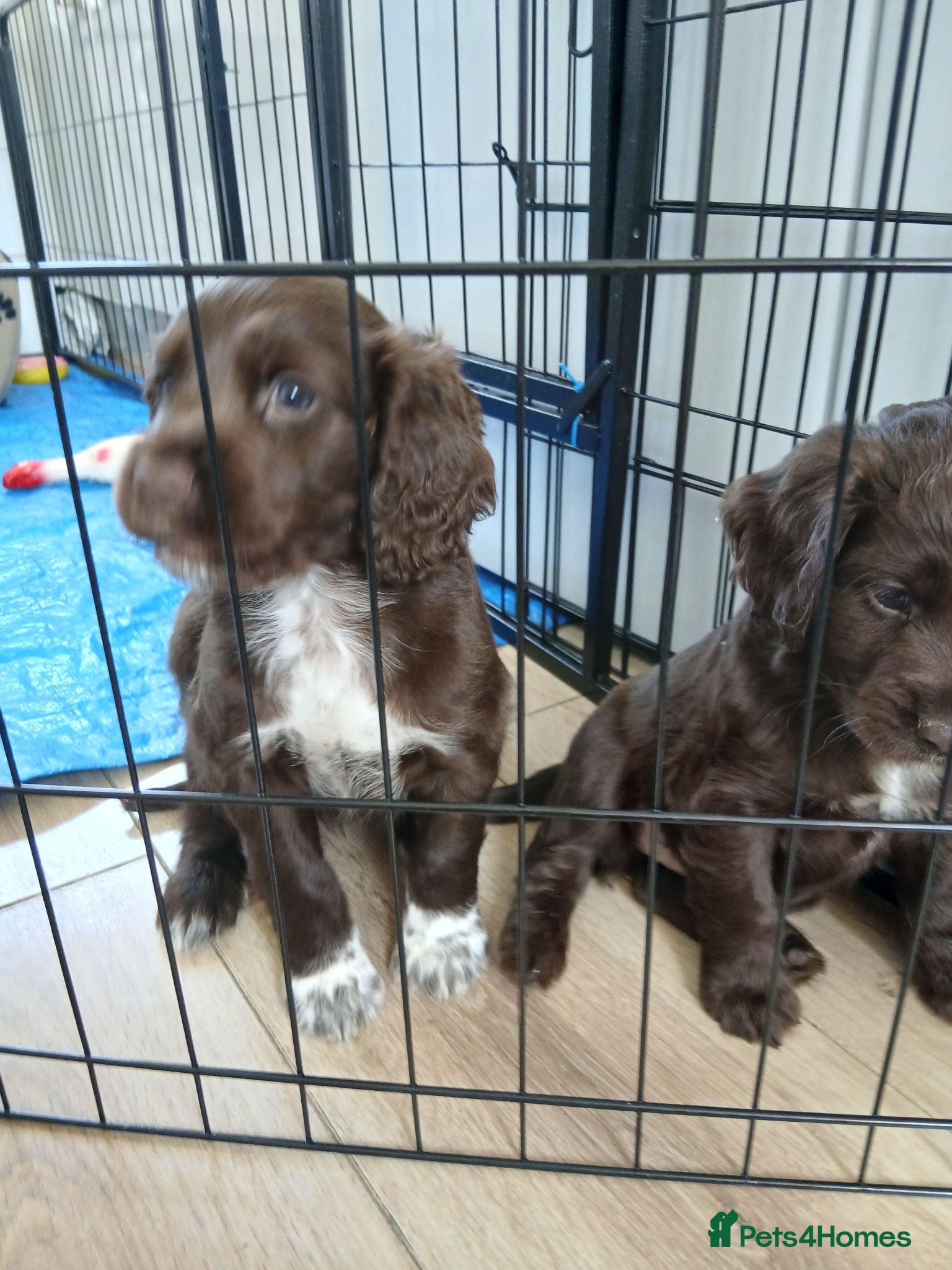 Cocker Spaniel dogs Cocker spaniels puppies  - Advert 4
