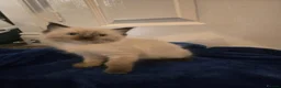 Ragdoll cats for sale: Colour point kittens  - Advert 17