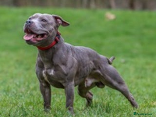 Staffordshire Bull Terrier dogs in Milton Keynes - Advert 31