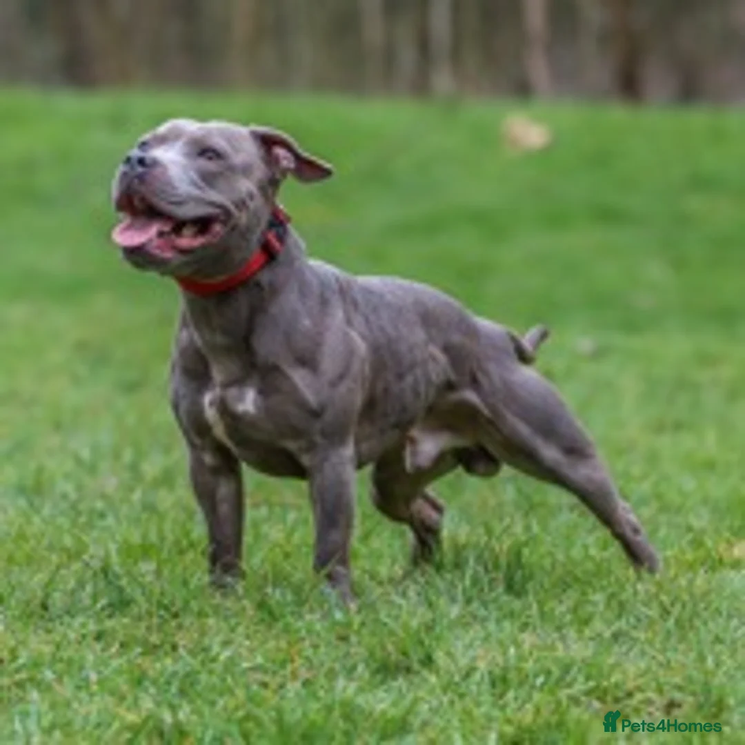 Staffordshire Bull Terrier dogs for stud: STAFFORDSHIRE BULLTERRIER BLUE STUD in Milton Keynes - Advert 1