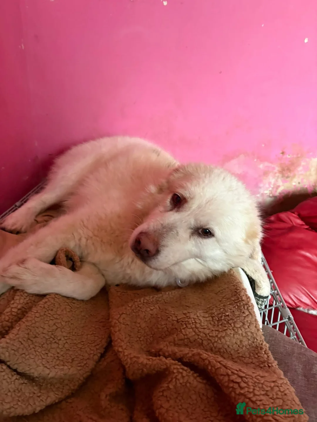 Mixed Breed dogs for adoption: Granny - Norwich Norwich  - Advert 6