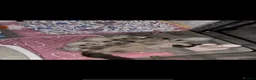 Ragdoll cats for sale: Ragdoll kittens ready now  - Advert 7