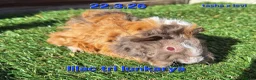 Guinea Pig rodents for sale: Fluffy baby boy male guinea pigs - Advert 5