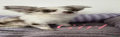 Chihuahua 5