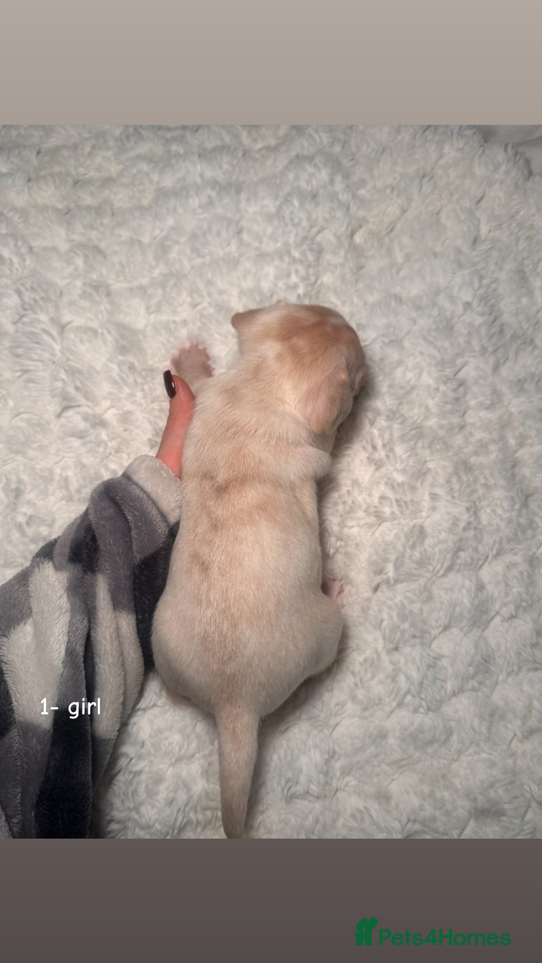 Chiweenie dogs for sale: chiweenie (dachshund x chihuahua) puppies - Image 5