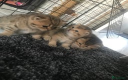 British Shorthair cats for sale: Beautiful golden shaded/ticked kittens - Image 7