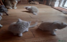 Siberian cats for sale: Three Beautiful Blond Siberian Kittens - Image 17