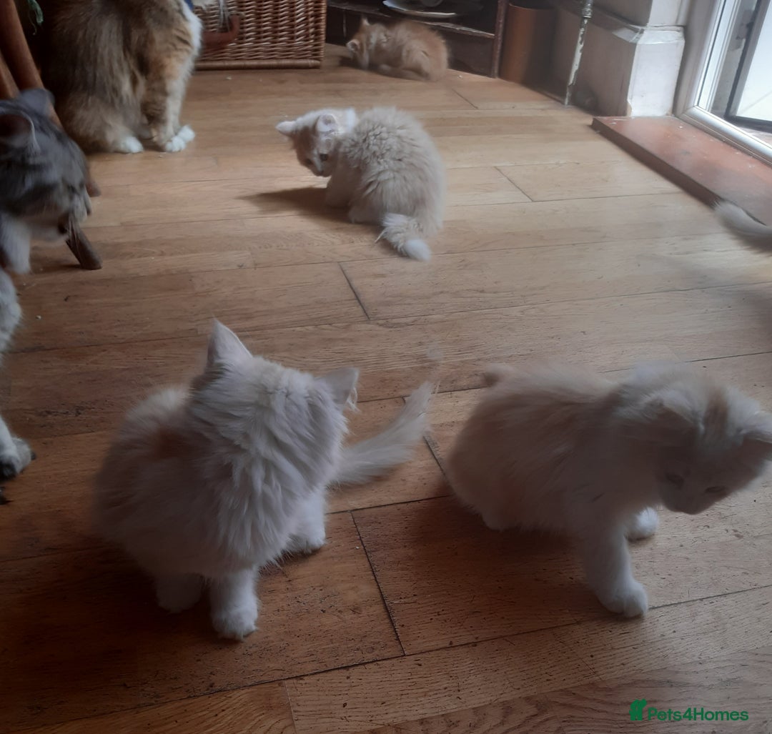 Siberian cats for sale: Three Beautiful Blond Siberian Kittens - Image 17