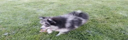 Pomeranian dogs for sale: Beautiful pomeranian girl for sale - Advert 2