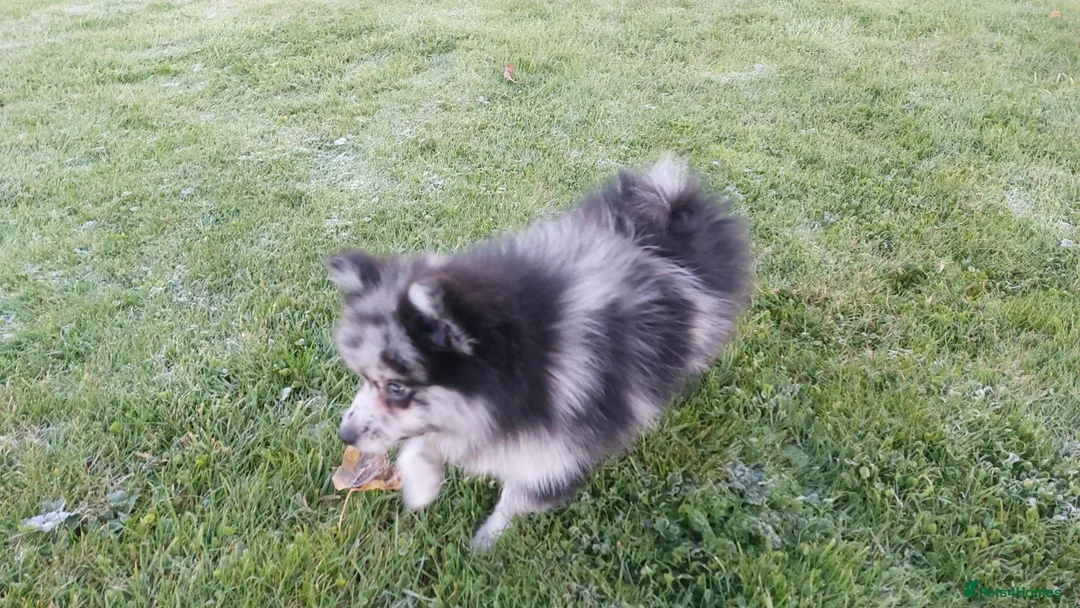 Pomeranian dogs for sale: Beautiful pomeranian girl for sale - Advert 2